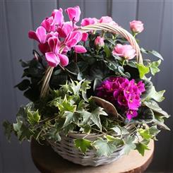 Planted Flowering Basket Pink
