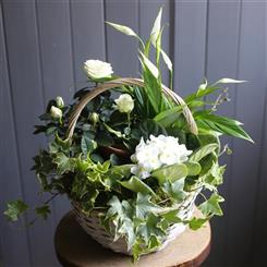 Planted Flowering Basket White