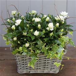 Planted Rose Basket White