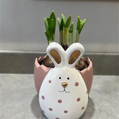 Daffodil Bunny Pot
