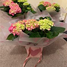 Hydrangea Gift Bag 